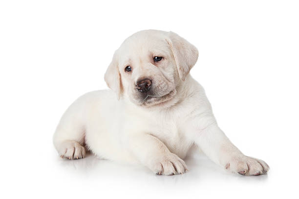 istock Labrador puppy dog 538069628