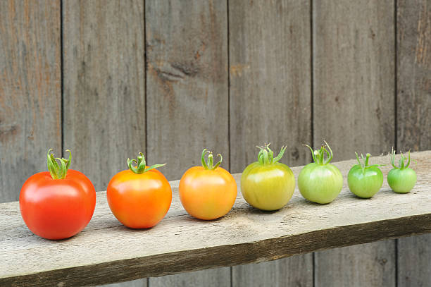 Evolution - red tomato,  maturing process of the vegetable stock photo