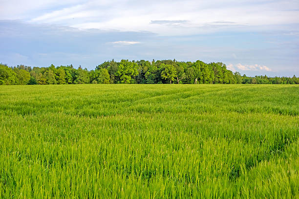 グリーンの小麦のフィールドとクラウディスカイ - barley wheat grass green ストックフォトと画像