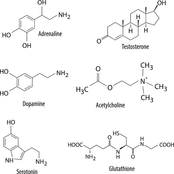 chemie-formeln von neurotransmitters und vergleichbare stoffe in menschlicher körper - enzyme stoffwechsel stock-grafiken, -clipart, -cartoons und -symbole