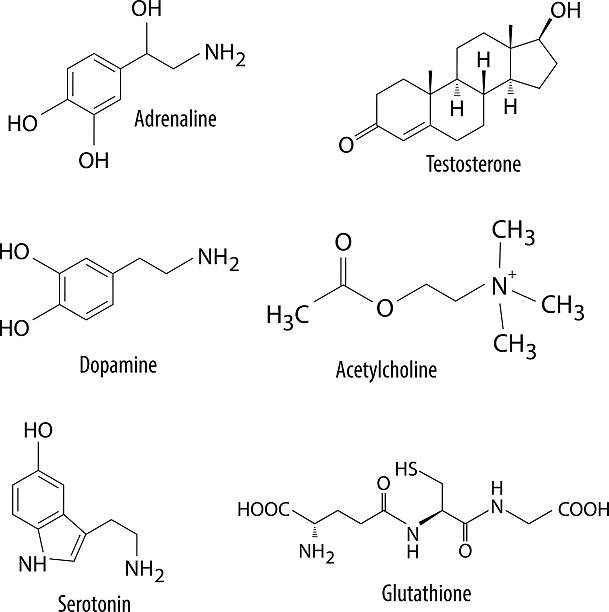 Chemical formulas of neurotransmitters and similar substances in human body Set of chemical formulas of neurotransmitters, enzymes and similar substances of human body. adrenaline stock illustrations