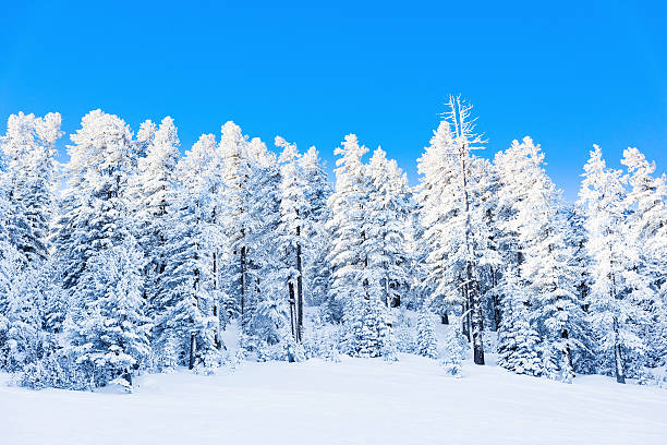 istock winter landscape mountain forest snow 538070600