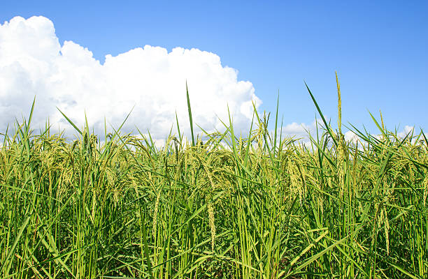 istock Green paddy rice plant and blue sky background 538070853