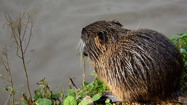 istock The muskrat (Ondatra zibethicus) 538071258