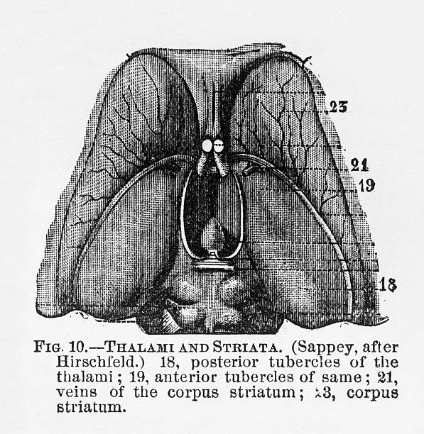 illustrations, cliparts, dessins animés et icônes de thalami et striata de l'homme cervelet gravée illustration, 1880 - corpus striatum