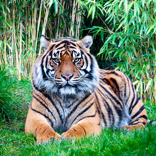 tygrys sumatrzański - tiger animal sumatran tiger endangered species zdjęcia i obrazy z banku zdjęć