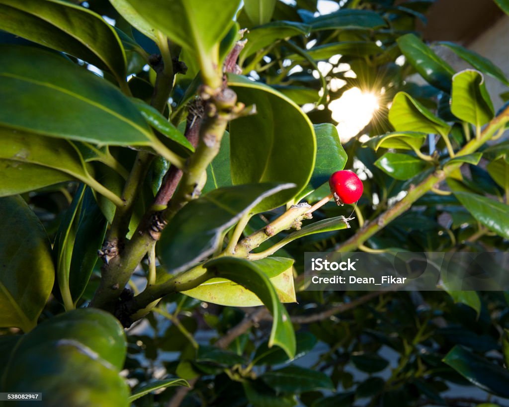 Nellie R Stevens Holly Tree Single red berry on a Nellie R Stevens holly plant 2015 Stock Photo