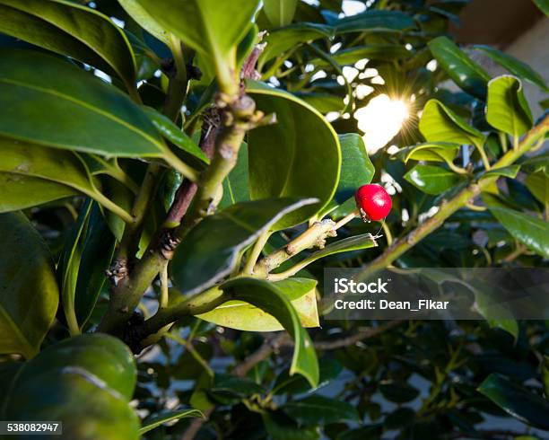 Nellie R Stevens Holly Tree Stock Photo - Download Image Now - 2015, Backgrounds, Berry Fruit