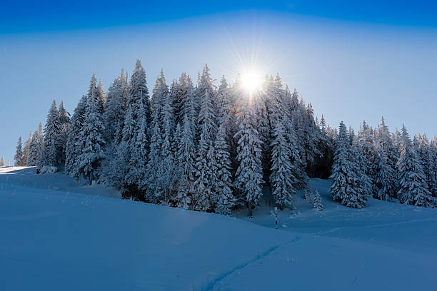 istock Winter landscape with snow covered trees 538085435