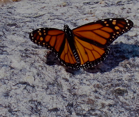 Monarch butterfly resting on a granite rock