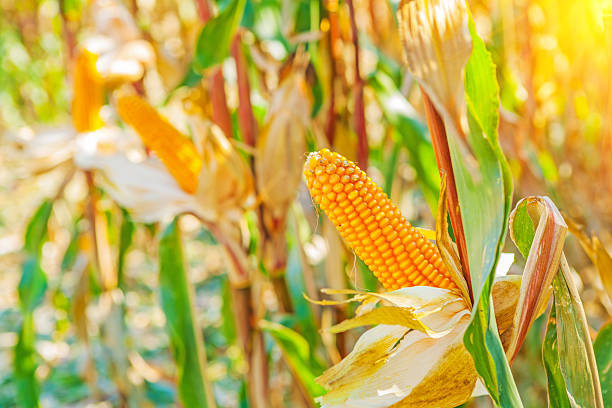 istock ears of corn on plants with blrred background 538124789