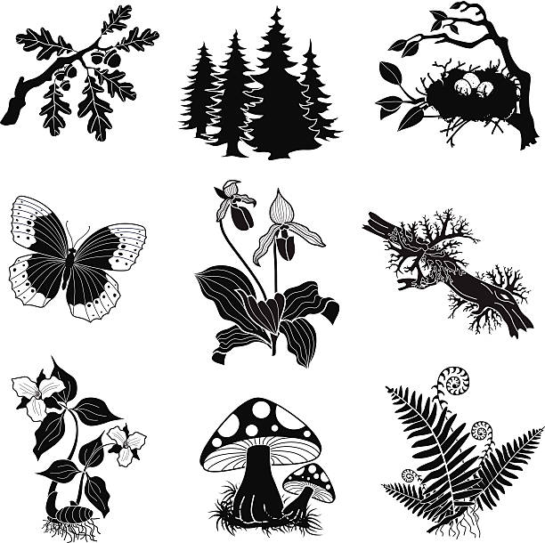 illustrazioni stock, clip art, cartoni animati e icone di tendenza di vettoriale illustrazione set di foresta animali bianco e nero - ladyslipper