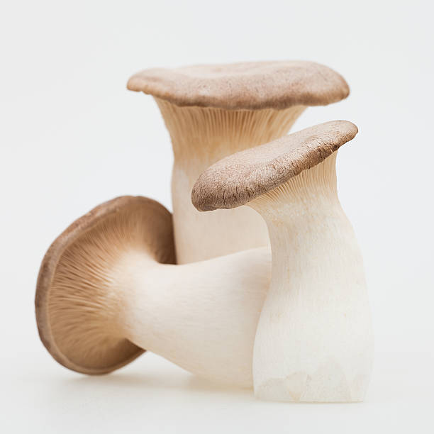 re tromba funghi ostrica () - oyster mushroom edible mushroom fungus vegetable foto e immagini stock