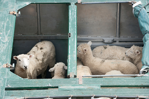Curious Sheep, Livestock Transportation