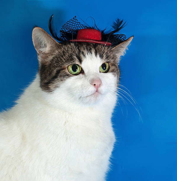 istock White and striped cat on blue in red hat 538127739