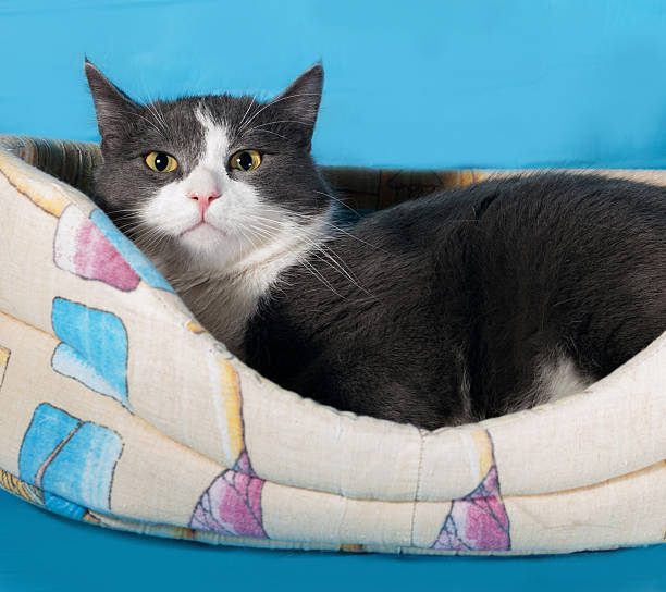 istock Gray and white cat lying in couch on blue 538127749