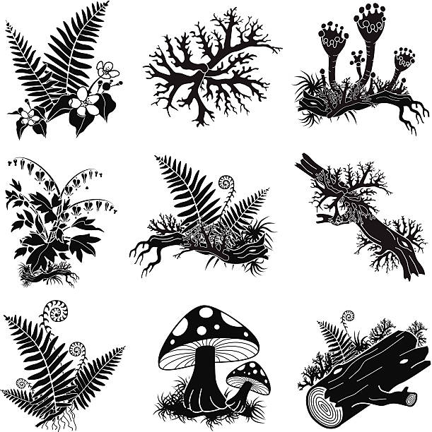 North American forest lichens and plants illustration set A vector illustration of a North American forest lichens and plants illustration set. An EPS file and a large jpg are included in this download. moss stock illustrations
