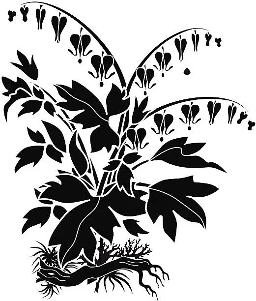 Vector illustration of bleeding heart temperate flowering plant in black and white