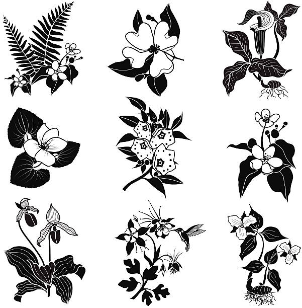 illustrazioni stock, clip art, cartoni animati e icone di tendenza di set vettoriale fiori di bosco in bianco e nero - ladyslipper