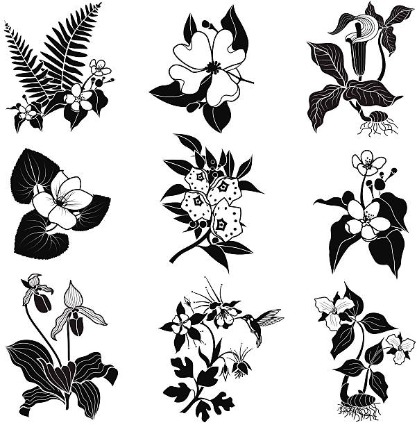 set of vector woodland flowers in black and white A vector illustration of a set of woodland flowers in black and white. An EPS file and a large jpg are included in this download. columbine stock illustrations