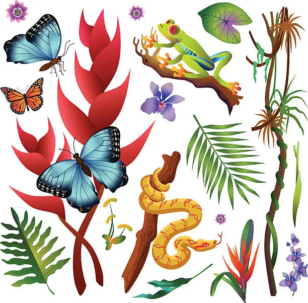 Vector illustration of Amazon rainforest jungle plants and animals in color