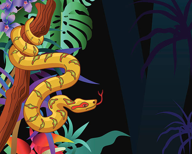 ilustrações, clipart, desenhos animados e ícones de jibóia na floresta amazônica jungle horizontal - amazon com illustrations