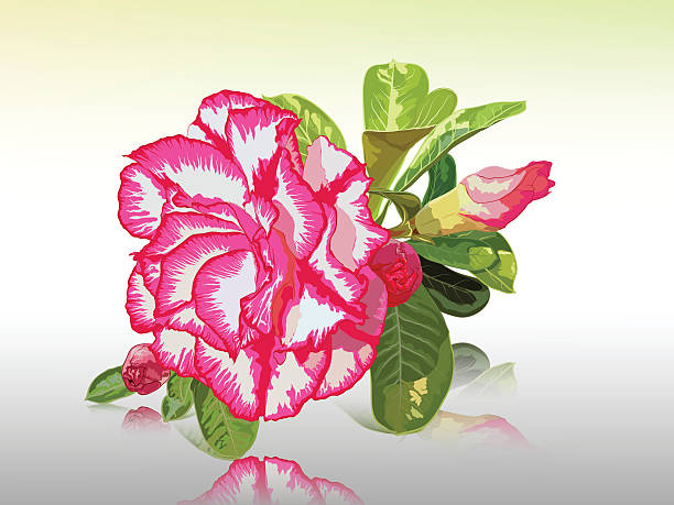 Desert rose Impala lily, desert rose, mock azalea, pinkbignonia, adenium flower bignonia stock illustrations
