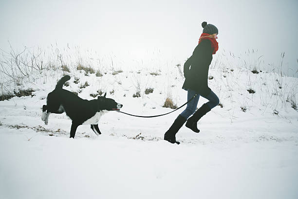 frau spielen mit dem hund im neuschnee - snow dog walking running stock-fotos und bilder