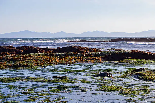 A heron resting in a tidepool at Botanical Beach, by Port Renfrew, BC. Looking toward the Washington State Peninsula.