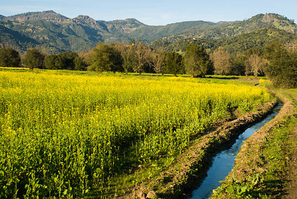 Irrigation ditch and mustard field Napa Valley California