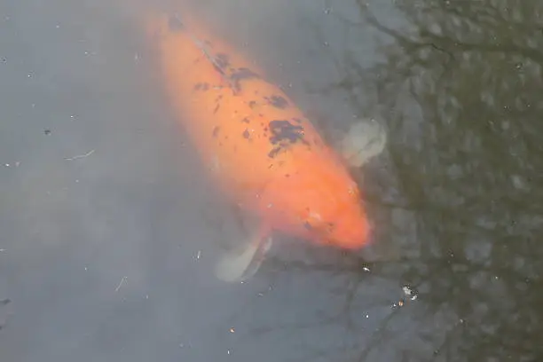 Photo of Asian Koi Fish