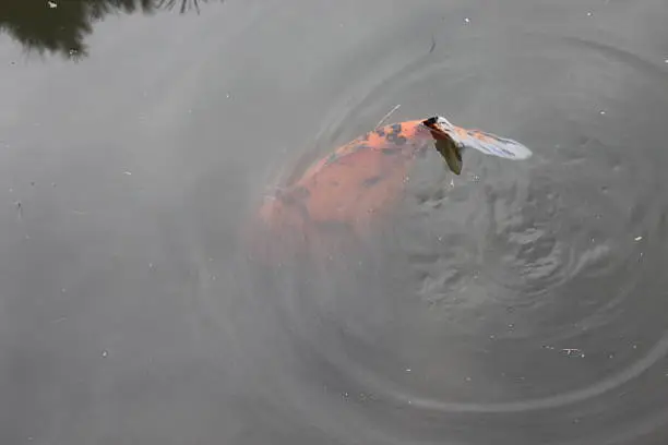 Photo of Spotted Koi Fish