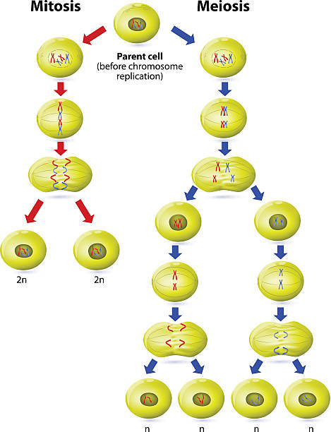 meiosis vs mitoza - mitoma stock illustrations