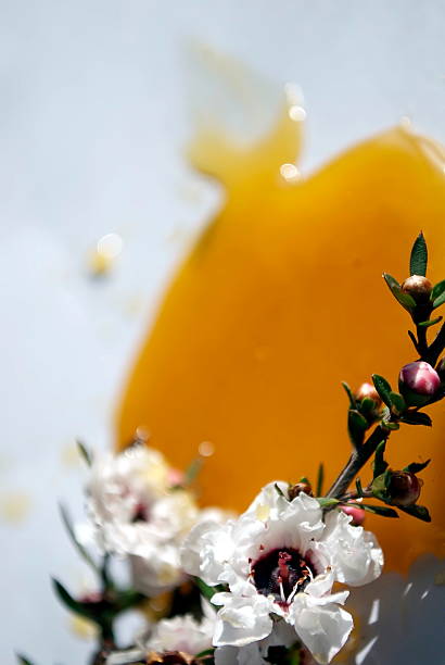 istock Manuka Flower and Honey 538146115