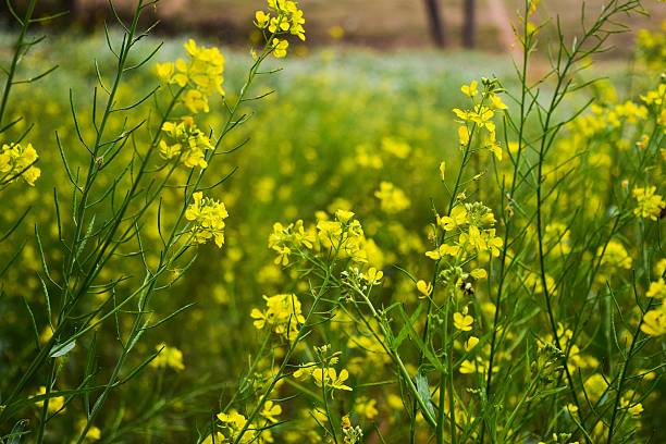 istock Oilseed rape field in Moc Chau County 538147033