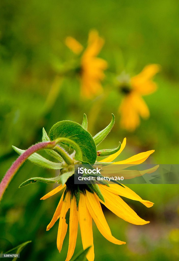 Artic Sunflowers in spring in Colorado. sunflowers, spring, Colorado 2015 Stock Photo