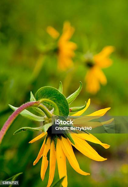 Artic Sunflowers In Spring In Colorado Stock Photo - Download Image Now - 2015, Agricultural Field, Alpine Wildflowers
