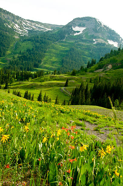 istock Valley of wildflowers beneath snow capped mountains. 538147399