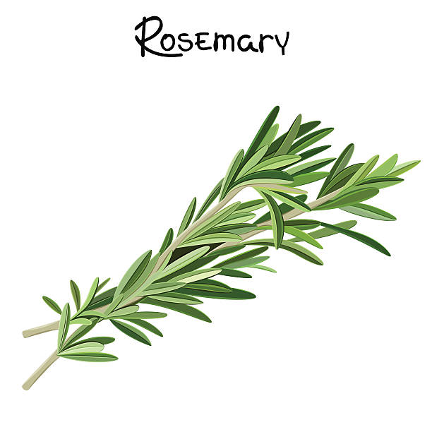 ilustraciones, imágenes clip art, dibujos animados e iconos de stock de rosemary sprigs - rosemary