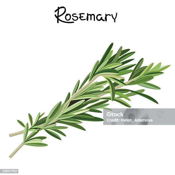 Rosemary Sprigs Stock Illustration - Download Image Now - Rosemary, Illustration, Branch - Plant Part