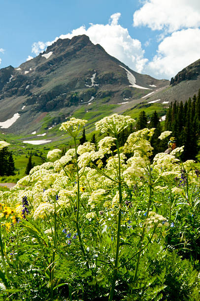 istock Queen Anne's Lace grows below snow capped mountains. 538148471