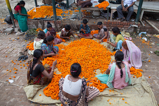 New Delhi, India - July 6, 2013.  Indian laborers make garlands out of freshly cut marigolds at the wholesale flower market.