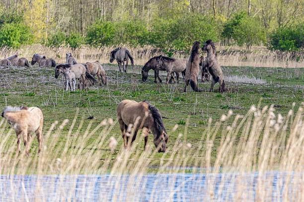 Wild Horses At Oostvaardersplassen In The Netherlands stock photo
