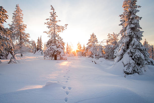 istock Hare footprint on snow. Sunrise in winter scenery. 538151168
