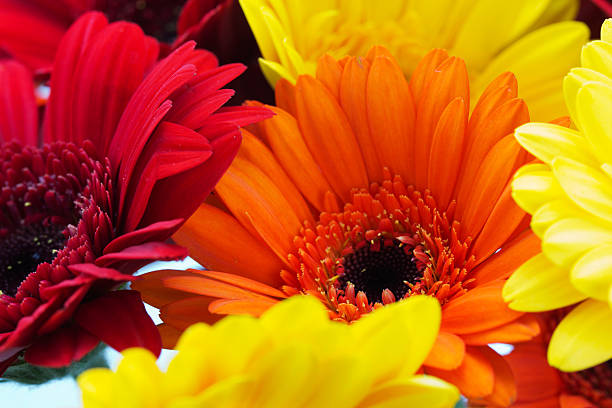 istock Close up of a red gerbera daisy 538151620