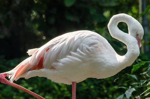 istock Pink flamingo 538151740
