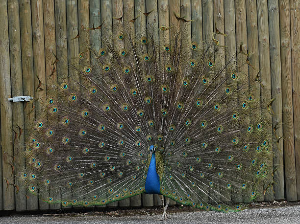 istock The train tail of an Indian Peacock 538152954
