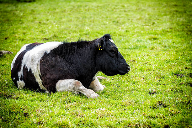Free Stock Photo of Black and White Cow Resting on Lush Green Field ...