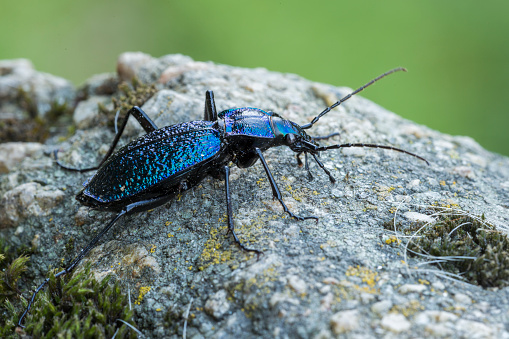 Male Ground beetle-Carabus intricatus