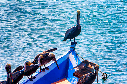Pelicans  on wood boat in te caribbean sea